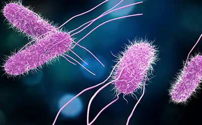Why Salmonella detection only 10 gram sample for MLT Why not 1 gram?